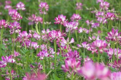 紫花苜蓿